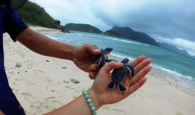 Biển Côn Đảo - nơi làm tổ an toàn nhất của rùa xanh