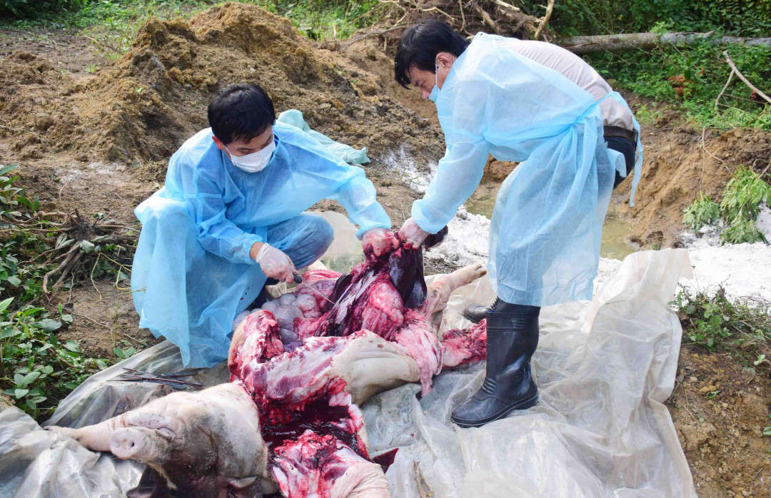 Lực lượng chức năng Thừa Thiên Huế tiêu hủy lợn nhiễm dịch tả