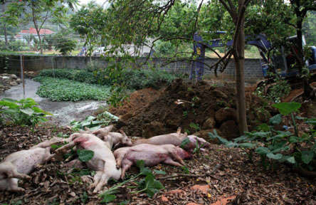 Lai Châu chỉ đạo tiêu hủy lợn bị dịch để bao vây, dập dịch