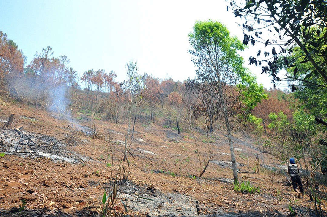 Ảnh hiện trường vụ cháy rừng nghi do nhân tai (8)