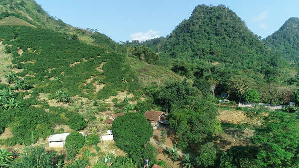 Hàng nghìn héc - ta đất dốc ở Sơn La từng trơ trọi sau mỗi vụ thu hoạch ngô, giờ đã được phủ xanh bằng cây ăn quả.