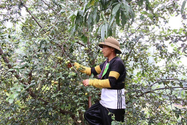 Người nông dân Sơn La chăm sóc vườn cây ăn quả