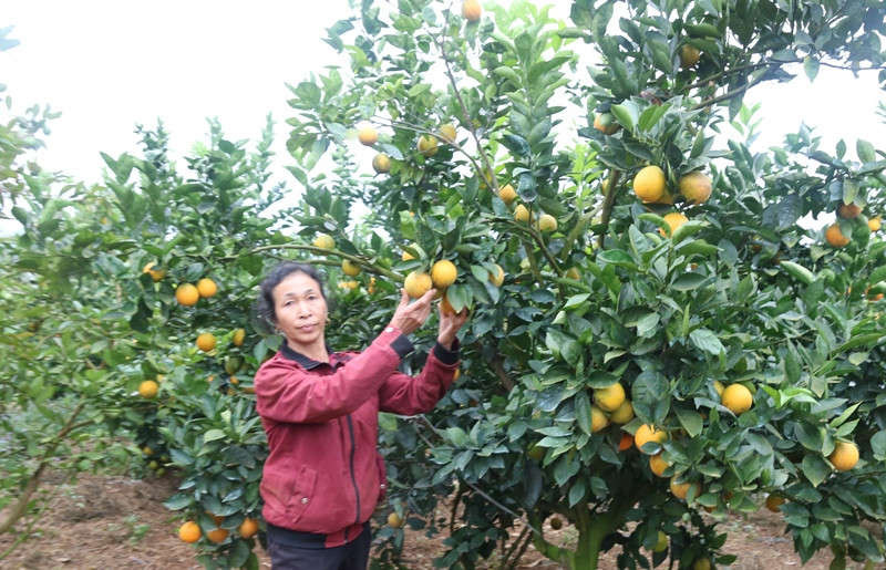 Nhiều diện tích đất bạc màu của tỉnh Sơn La đã hồi sinh nhờ cây ăn quả