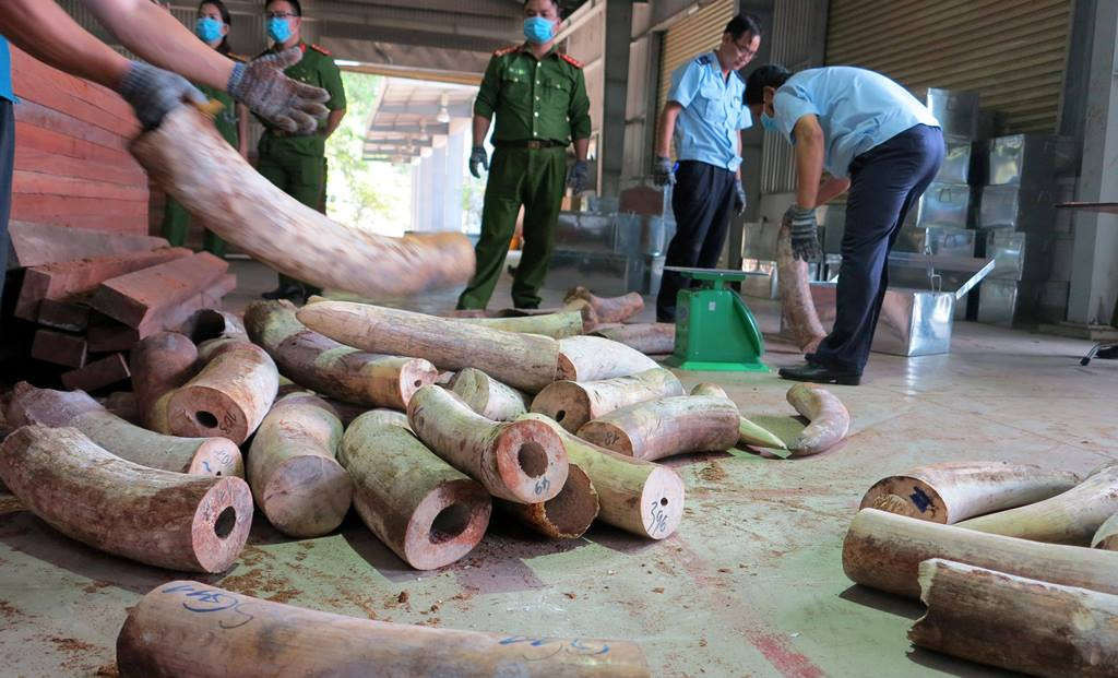 Phát hiện gần chục tấn ngà voi nhập từ châu Phi về Việt Nam