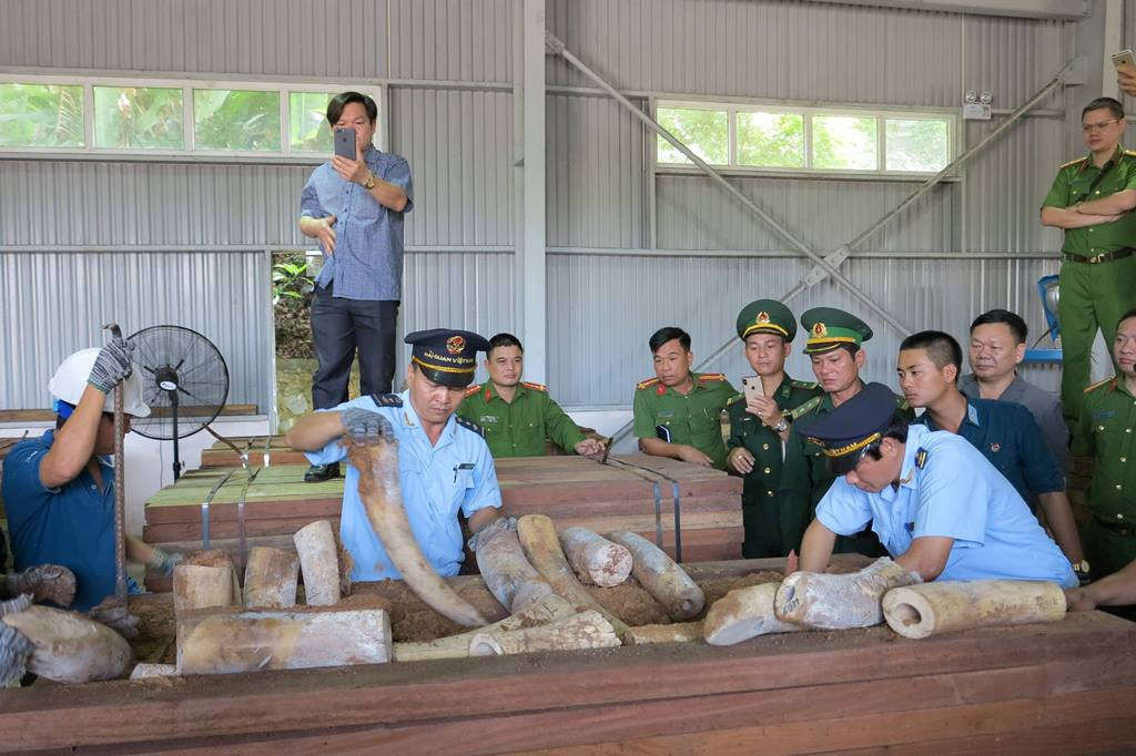 Lực lượng chức năng đang kiểm đếm số ngà voi bị bắt giữ