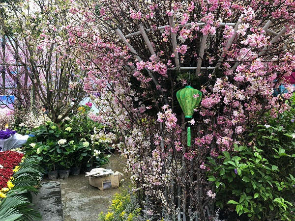 Lễ hội hoa anh đào Nhật Bản 2019. Gần 100 cây hoa anh đào