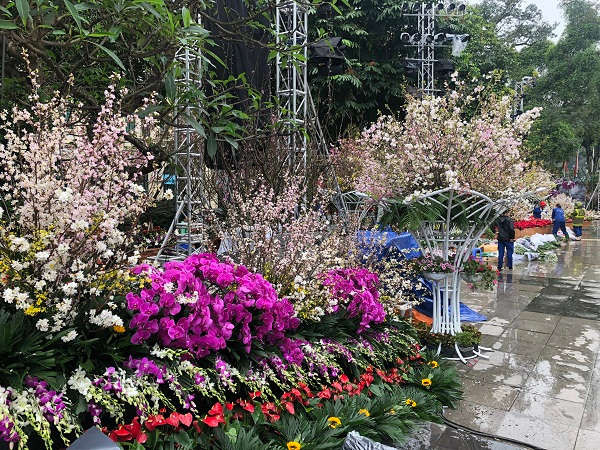 phục vụ người dân chiêm ngưỡng, khám phá vẻ đẹp trong Lễ hội hoa anh đào Nhật Bản