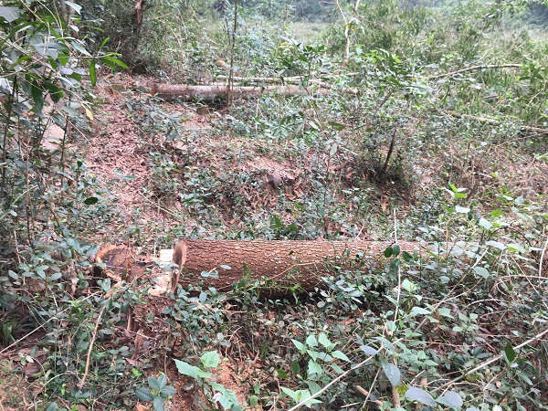Nhiều cây to nằm bị đốn hạ để khai thác gỗ trái phép.
