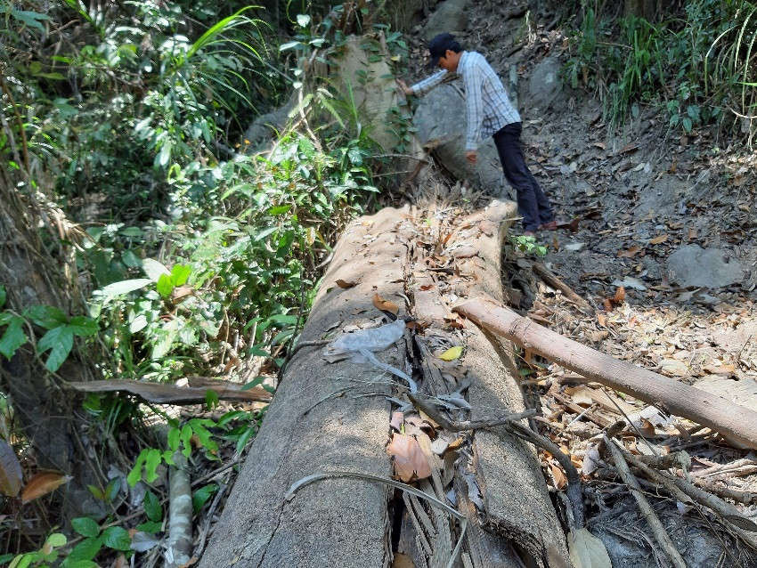Hiện trường vụ phá rừng phòng hộ sông Tranh