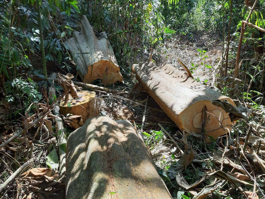Hàng chục cây gỗ có tuổi đời trăm năm bị chặt hạ không thương tiếc