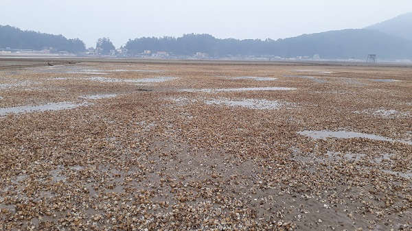 Hàng trăm hecta ngao ở xã Hải Lộc bỗng dưng chết trắng