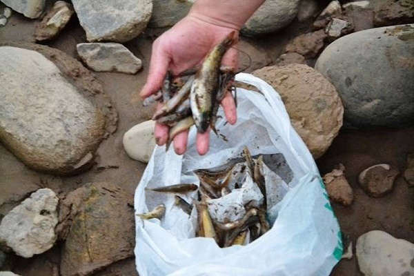 Cá chết hàng loạt trên sông Hồng đoạn chảy qua thành phố Lào Cai.