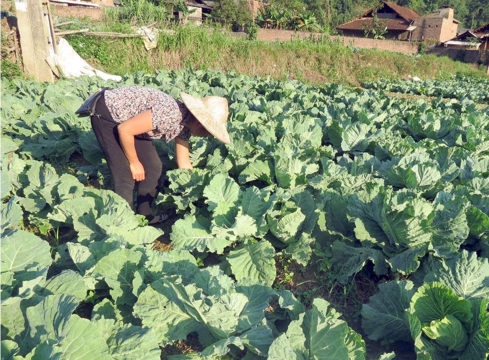 Sản xuất rau an toàn tại Hợp tác xã Bình Sơn, xã Sỹ Bình (Bạch Thông)