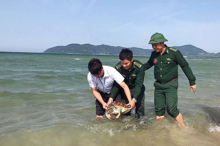 Lực lượng chức năng thả rùa về với biển