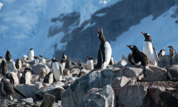 Chim cánh cụt Gentoo ở Nam Cực. Ảnh: Daniel Beltrá / Greenpeace