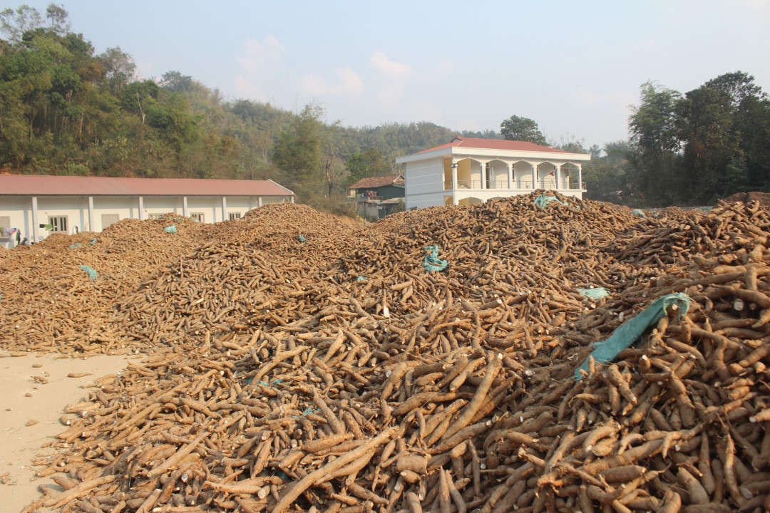 Chính quyền huyện Điện Biên không khuyến khích người dân mở rộng diện tích trồng sắn, dong riềng. Trong ảnh: Sắn được tập trung thu mua tại Nhà máy chế biến tinh bột sắn ở xã Hẹ Muông, huyện Điện Biên.