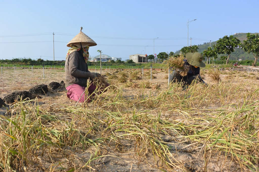 Sản xuất nông nghiệp ở Lý Sơn gặp nhiều khó khăn do nước ngầm bị sụt giảm