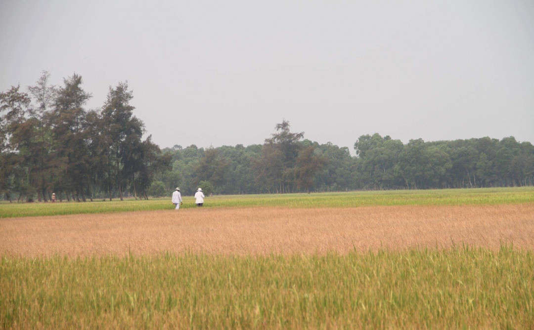 Nhiều diện tích lúa tại Thừa Thiên Huế đang khô cháy