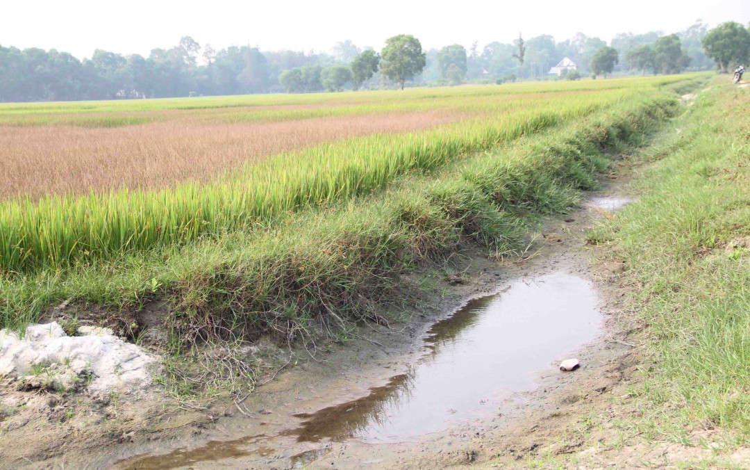 Nguồn nước cung cấp cho những cánh đồng lúa cũng bị thiếu hụt trầm trọng