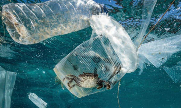Một con cua bị mắc kẹt trong nhựa ở đảo Passage, thành phố Batangas, Philippines. Ảnh: Noel Guevara / Greenpeace / EPA