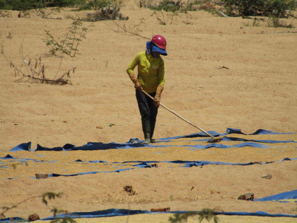 Hiện người dân đang phơi lúa tại khu vực mỏ cát Trường Gạo