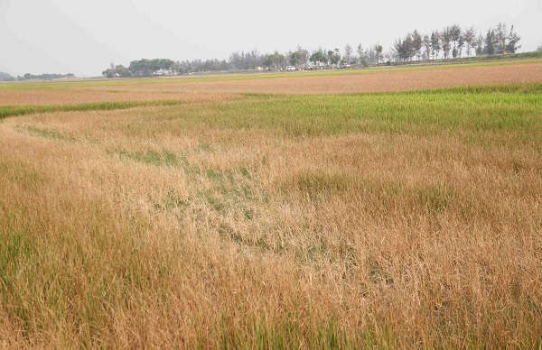 Nhiều diện tích lúa cạnh công trình đang thiếu nước, chết khô