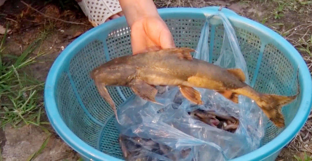 Cá chết bất thường trên sông Hồng không phải do nguồn thải gây ô nhiêm mà do người dân dùng “ ruốc” để đánh bắt cá.