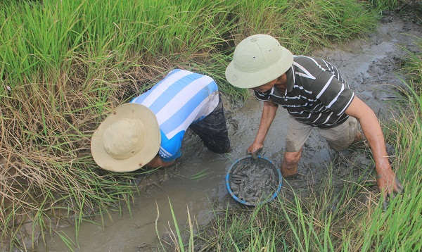Nông dân đánh bắt tôm cá ngay trên ruộng lúa hữu cơ