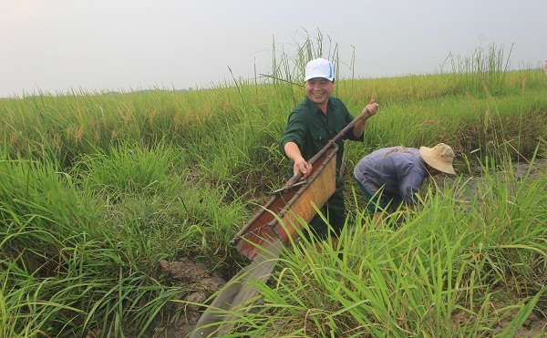 người dân ra đồng bắt cá cùng chung một niềm vui được mùa trên cánh đồng lúa hữu cơ
