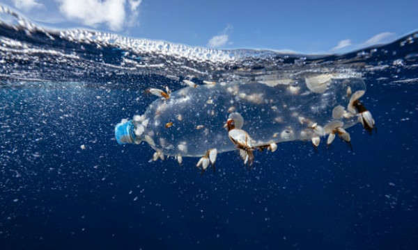 Động vật hình rêu, hải sâm, cua và động vật chân tơ sống bám quanh một chai nhựa trong suốt dưới đại dương. Ảnh: Justin Hofman / Greenpeace / PA