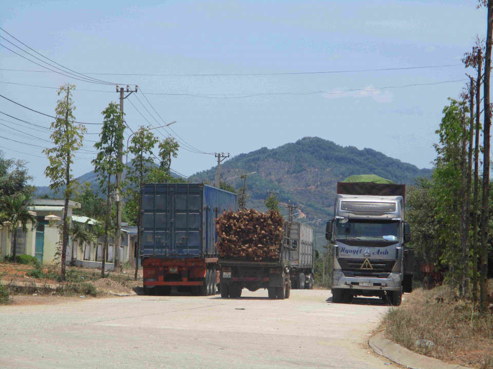 Đậu đỗ xe và xe chở cây gỗ của Công ty CP Nguyệt Anh chắn hết lối đi ra vào khu CCN Bồng Sơn