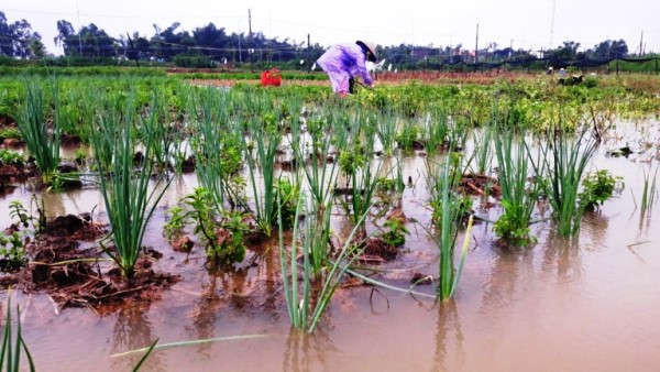 1. Mưa lũ gây ngập lụt hoa màu tại Quảng Nam