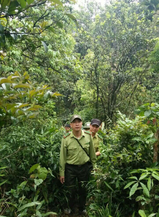Cán bộ Hạt Kiểm lâm huyện Than Uyên phối hợp với Hạt Kiểm lâm Khu BTTN HL Văn Bàn tuần tra rừng giáp ranh.