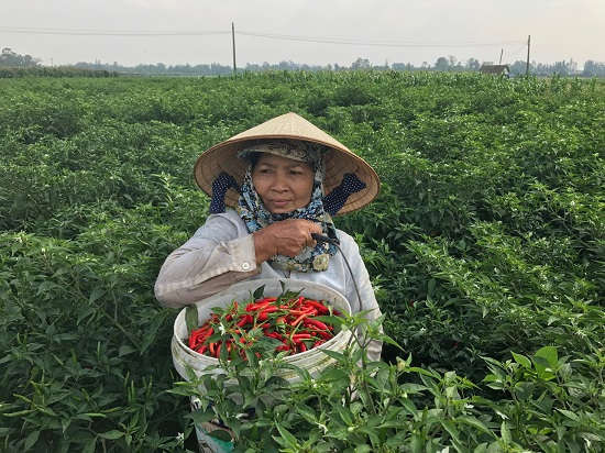 Nông dân Quảng Ngãi đang phấn khởi thu hoạch ớt đầu mùa, ớt đang mang lại thu nhập cao cho người nông dân