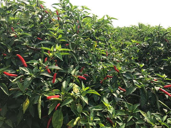 Năm nay giá ớt cao nhưng sản lượng giảm còn khoảng 650 - 700kg/sào, thương lái thu mua ớt với giá 30.000 - 40.000 đồng/kg tại ruộng