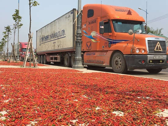 Chị Linh, một thương lái thu mua ớt cho hay: “Ớt thu mua chủ yếu xuất bán qua Trung Quốc, năm nay diện tích đất canh tác giảm, sản lượng cũng giảm nên giá tăng cao, người nông dân trồng ớt thu lợi nhuận cao chỉ sau vài lần hái”