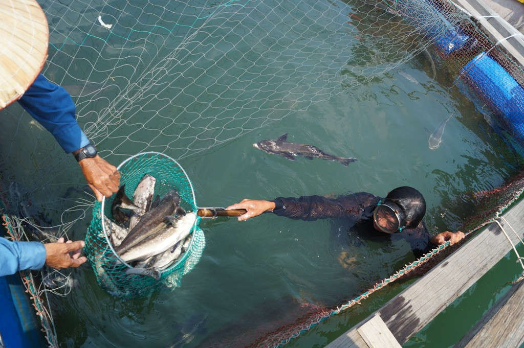 Các hộ nuôi cá lồng bè bị thiệt hại nặng hồi đầu tháng 10/2018