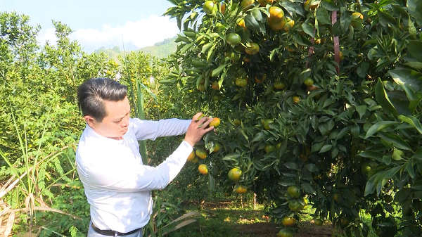 Nhiều hộ dân huyện Phù Yên đã có cuộc sống thay đổi hẳn nhờ trồng cam, quýt, bưởi.