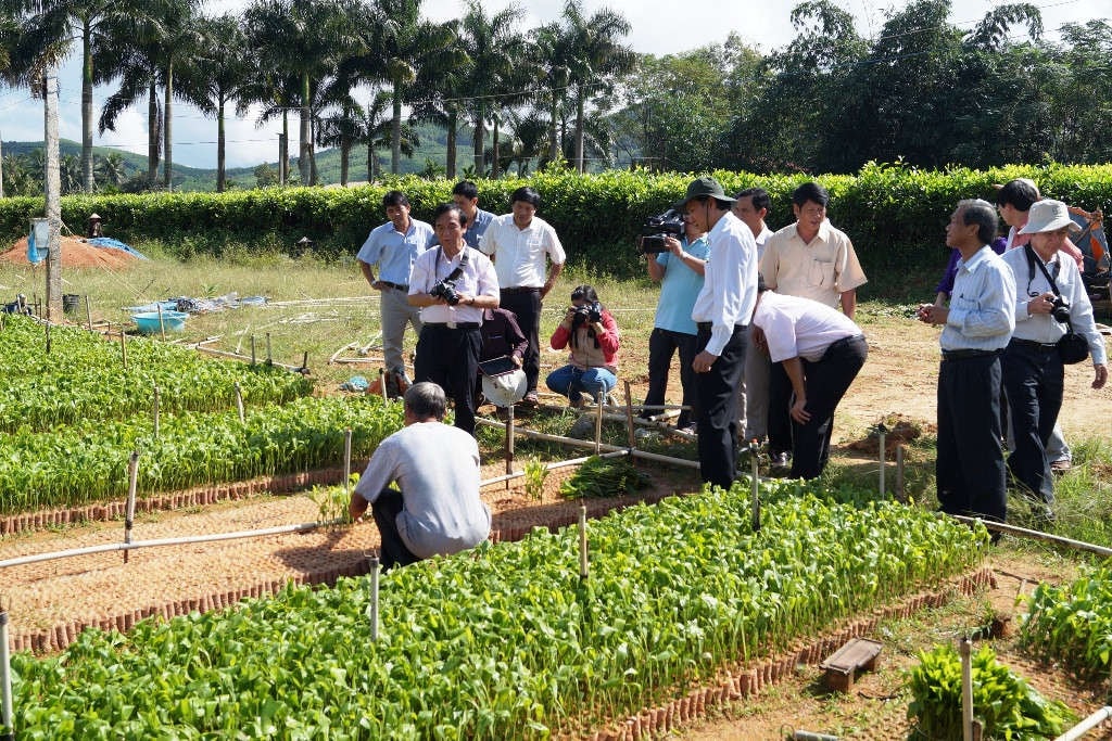 Quảng Ngãi chú trọng nâng cao độ che phủ của rừng theo hướng tập trung trồng rừng gỗ lớn