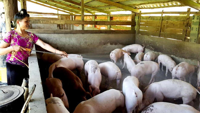 Người dân cần chủ động trong phòng chống dịch tả lợn châu Phi