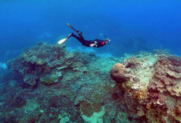 Một người đàn ông lặn trong khu vực 'Vườn san hô' ở đảo Lady Elliot, trên rạn san hô Great Barrier, phía Đông Bắc thị trấn Bundaberg ở Queensland, Australia vào ngày 11/6/2015. Ảnh: Reuters / David Gray