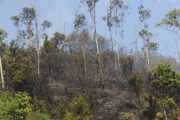 UBND tỉnh Quảng Nam ban hành công văn lần 2 yêu cầu khẩn trương triển khai thực hiện các nội dung chỉ đạo của UBND tỉnh về tăng cường các biện pháp cấp bách phòng cháy, chữa cháy rừng trong mùa khô 2019 