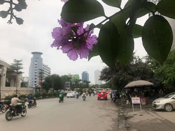 Ngoài Hà Nội, các tỉnh thành khác của Việt Nam cũng trồng nhiều loại cây này
