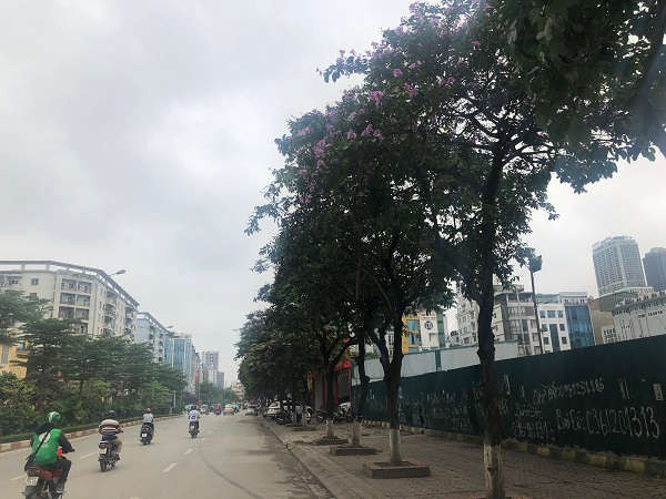 Bên cạnh đó, hoa bằng lăng cũng khiến các con phố của Thủ đô trở nên thơ mộng hơn