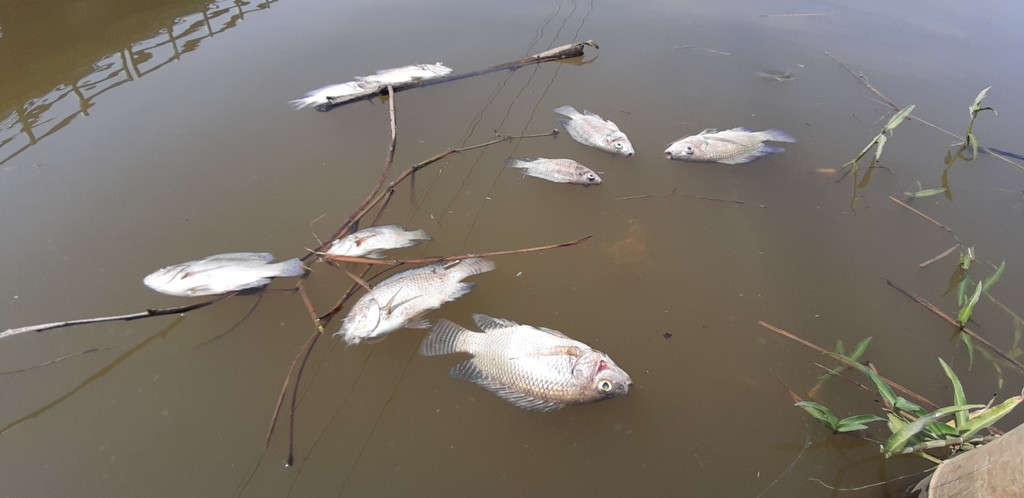 Cá chết nổi trắng trên sông Bàn Thạch, đoạn chảy qua xã Tam Thăng, TP. Tam Kỳ, tỉnh Quảng Nam