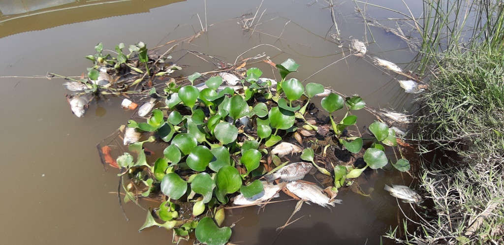 Cá chết tấp vào bờ sông Bàn Thạch (TP. Tam Kỳ, tỉnh Quảng Nam)