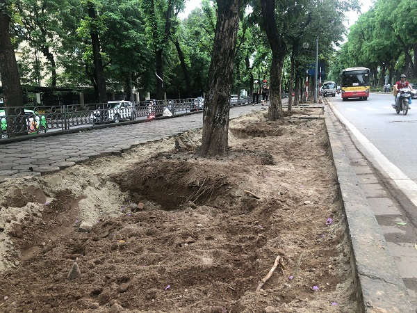 / Một phần vỉa hè của tuyến phố Kim Mã cũng sẽ được công nhân cây xanh