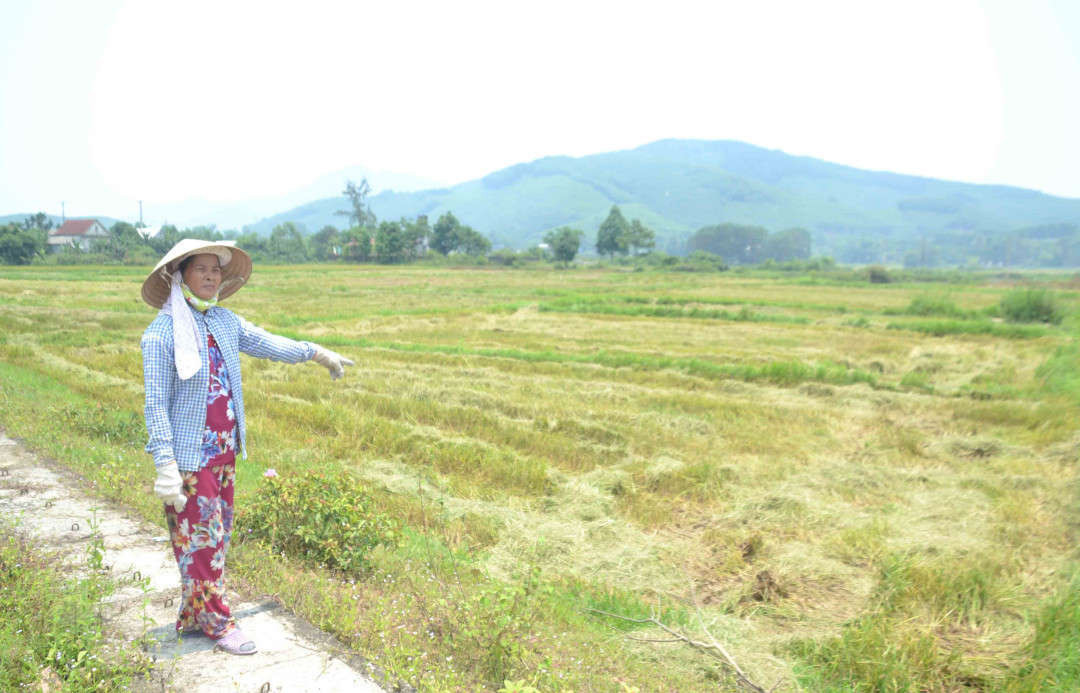 Người dân xã Lộc Trì khi tiến hành thu hoạch lúa vụ đông xuân thì đóng 150 nghìn đồng/sào cho HTX