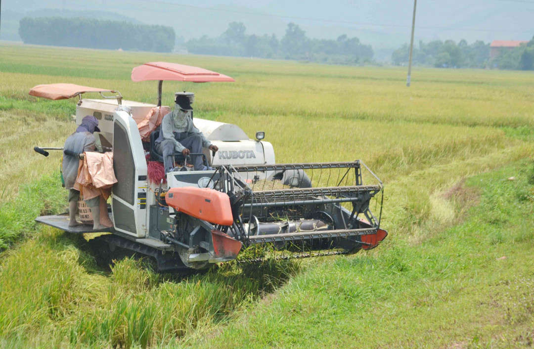 Máy gặt của HTX Song Hà gặt lúa cho người dân xã Lộc Trì