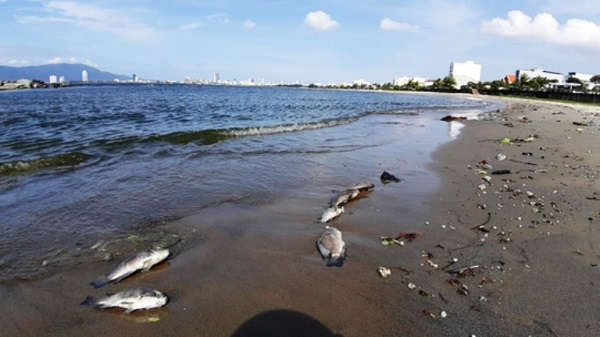 Tại khu vực gần cửa xả Phú Lộc, cá chết được người dân phát hiện dạt vào bờ nhiều nhất lên đến khoảng vài trăm kg và đang phân hủy do chưa được thu gom 